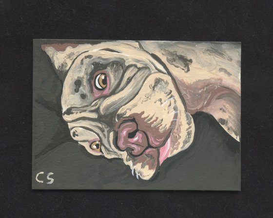 ACEO ATC Original Miniature Painting Olde English Bulldogge Pet Dog Art-Carla Smale