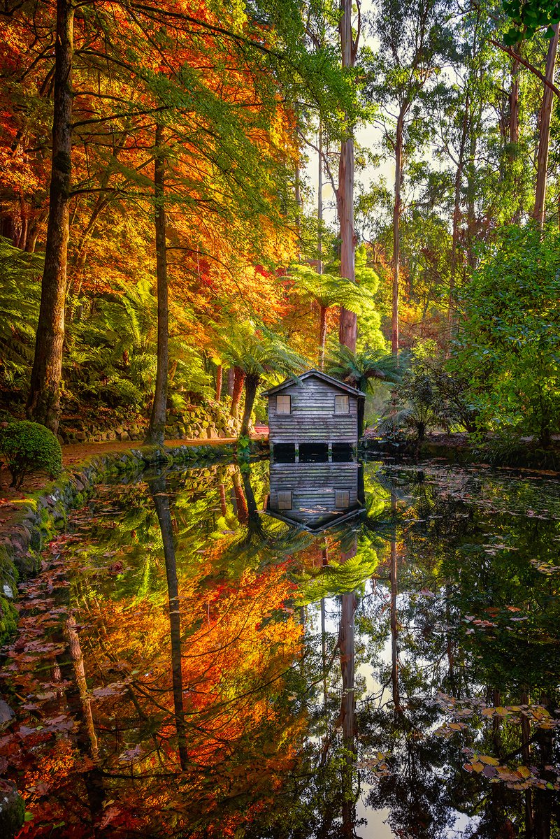 Photorealistic Botanical Photograph By Nick Psomiadis, 35 X 53", Enchanted, Original Artwork