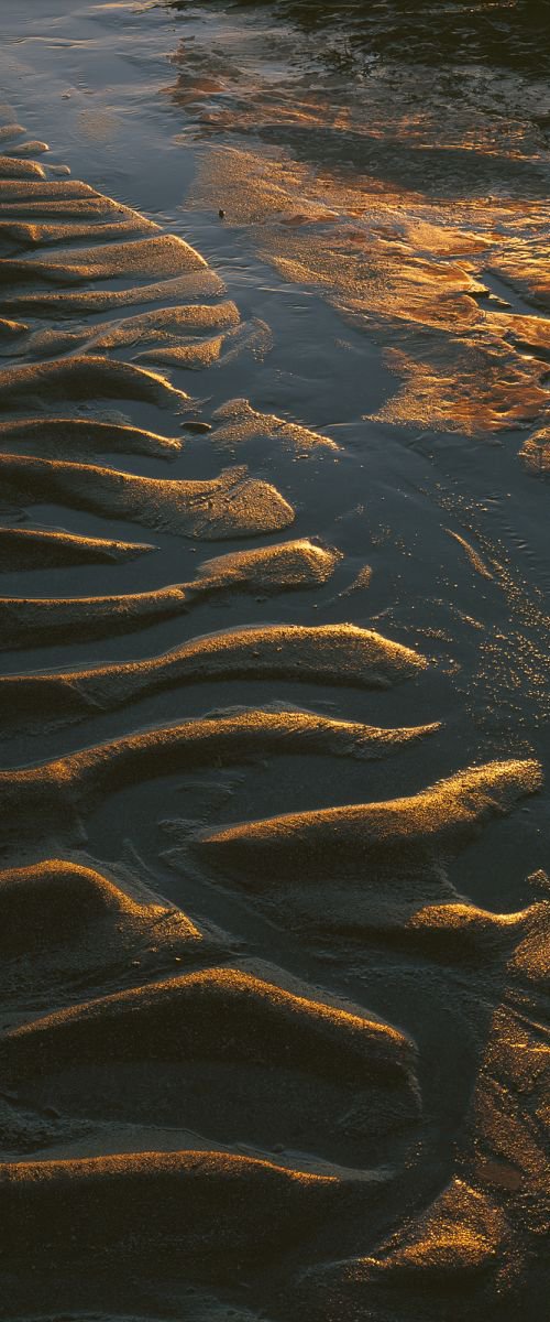 Golden (Kimme)ridges by Baxter Bradford