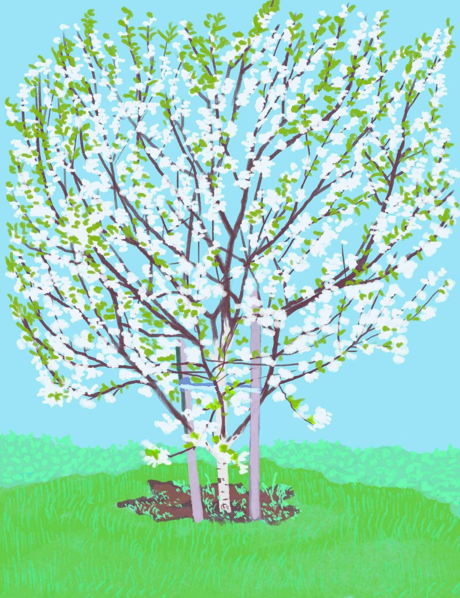 Botanical Giclee Print By Tomas Stanaitis, 20 X 26", "Cherry Tree In Spring", Original Artwork