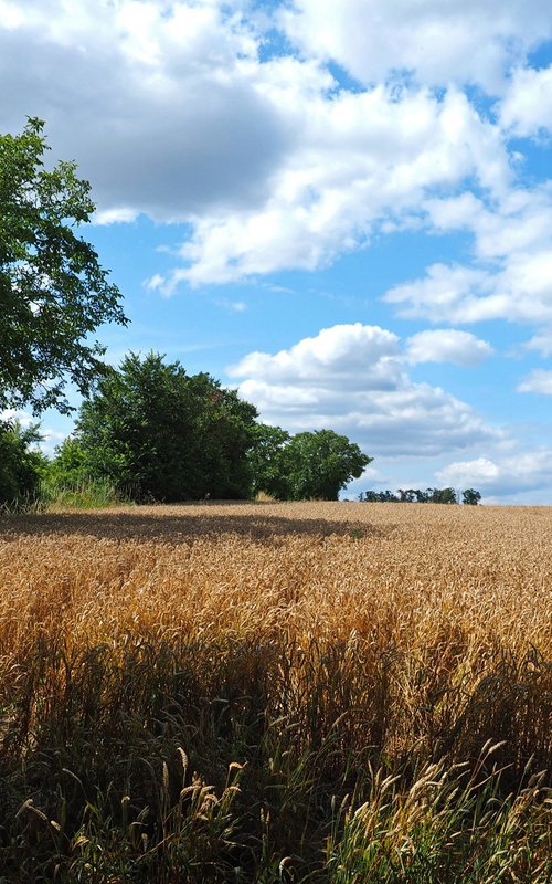 Wheatfield at Auvers by Alex Cassels