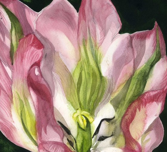 pink and green tulip watercolor floral