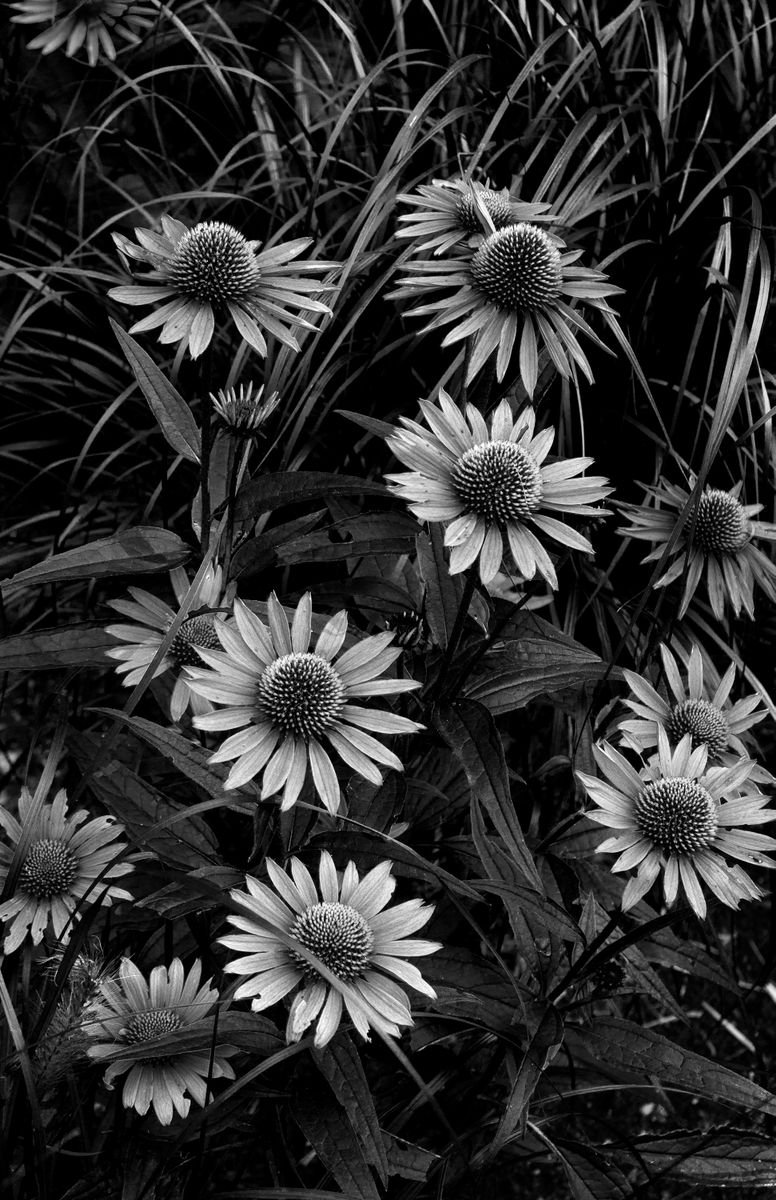 Purple Flowers by Robert Tolchin