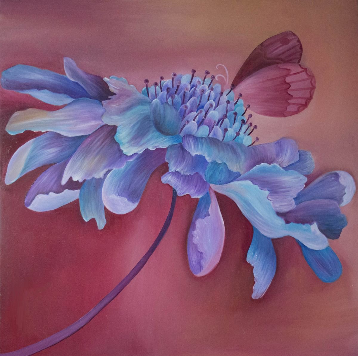 Scabious by Claire  Harrison