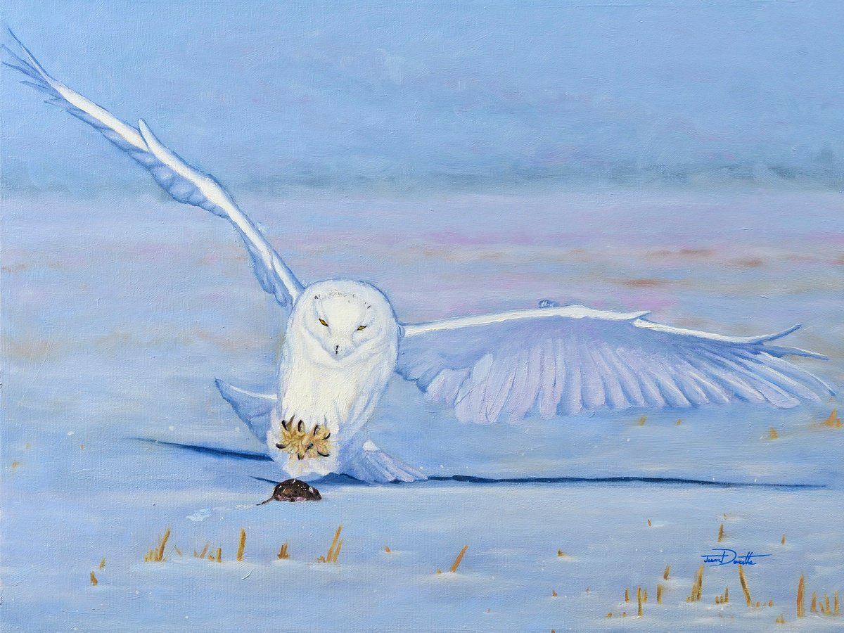 In The Bleak Midwinter - Snowy Owl by Jason Edward Doucette