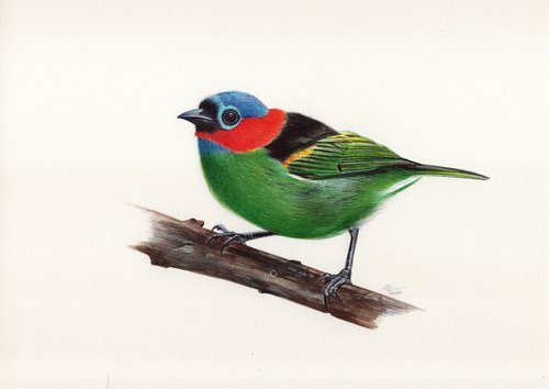 Red-necked Tanager by Daria Maier