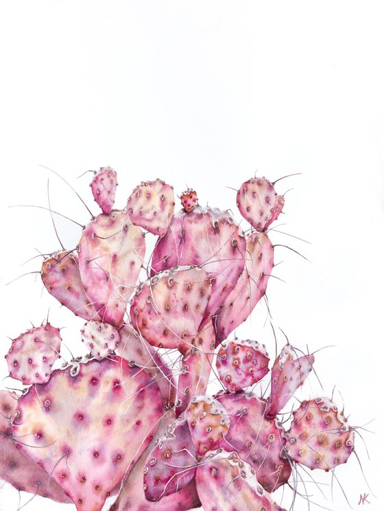 Pink opuntia cactus