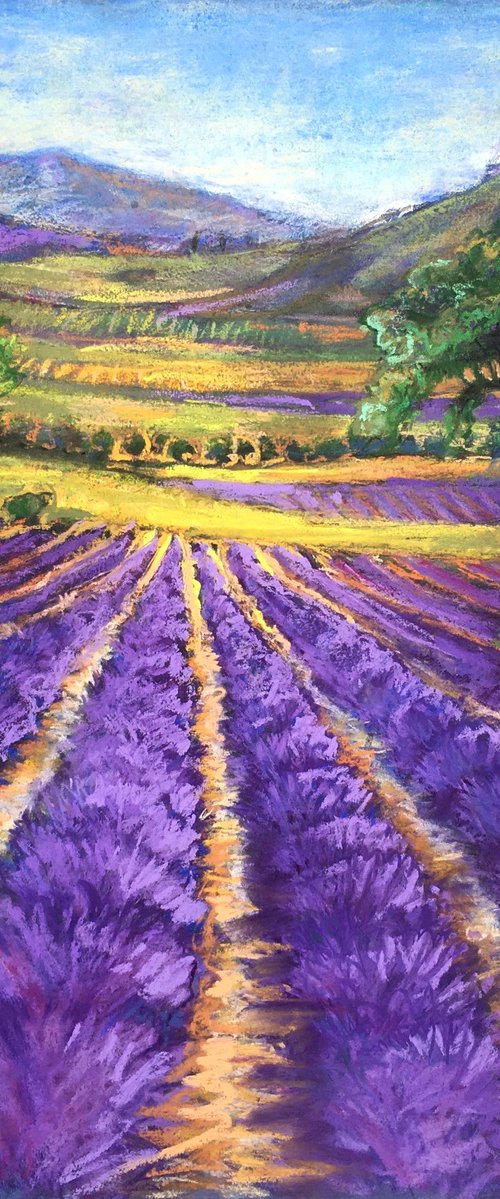 Lavender Fields of France by Patricia Clements