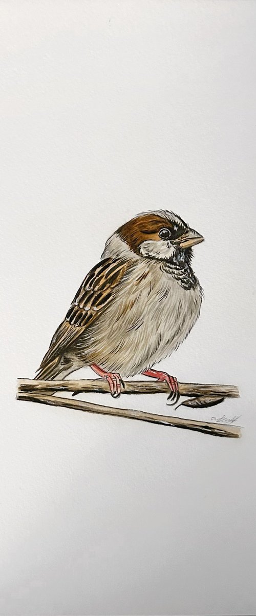 Tree Sparrow by Amelia Taylor