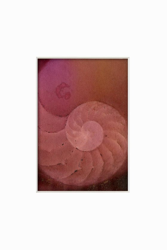 Nautilus Shell Collection 18