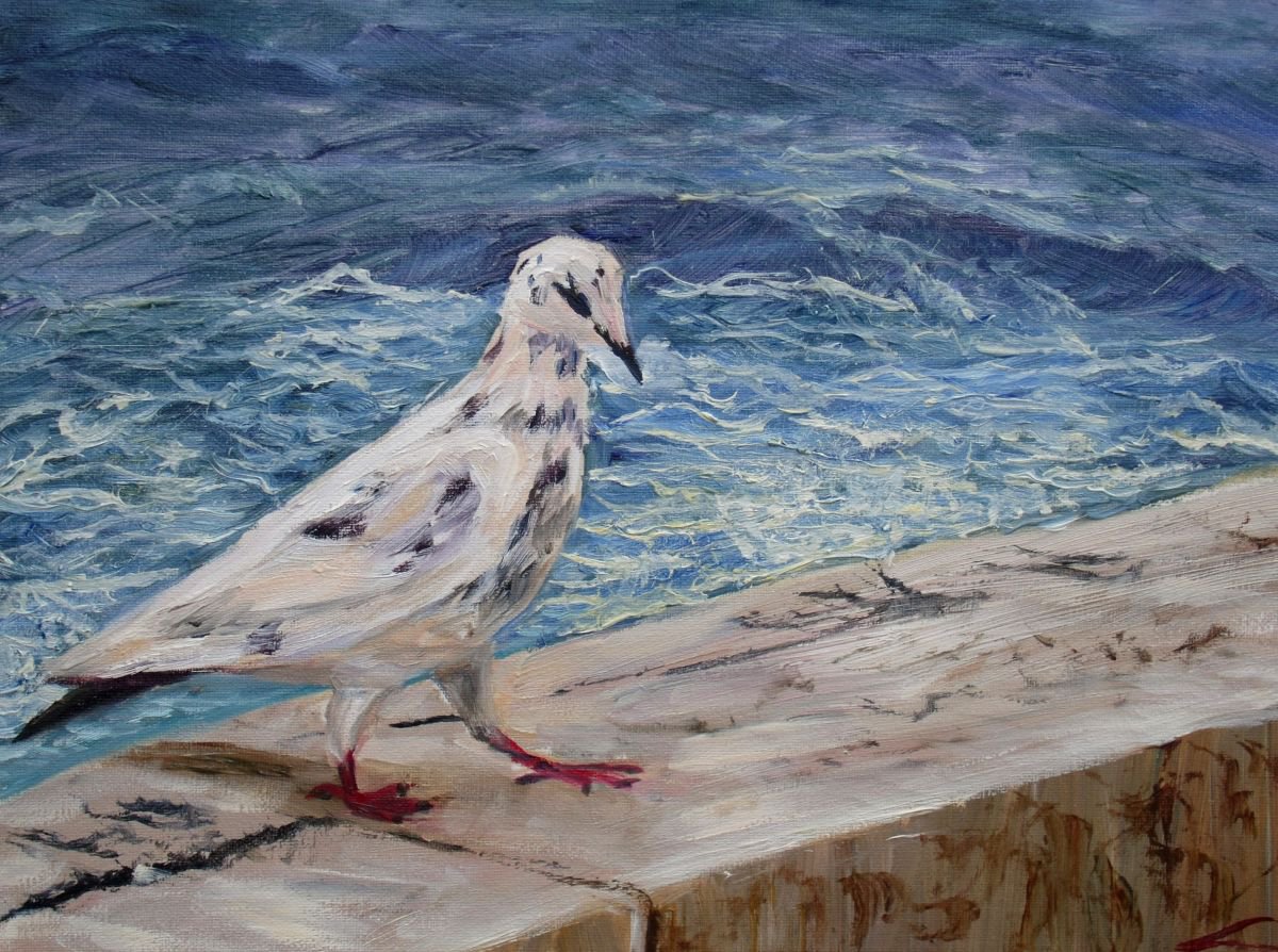 Impressionistic Animal Oil Painting By Elena Sokolova, 16 X 12, One Gull From Siracuza, Original Artwork