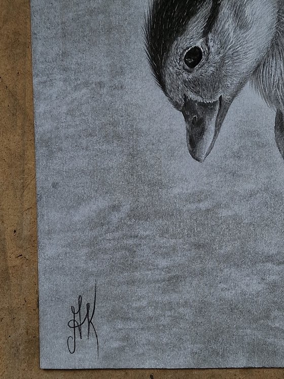 "Tiny Life in Hands"
