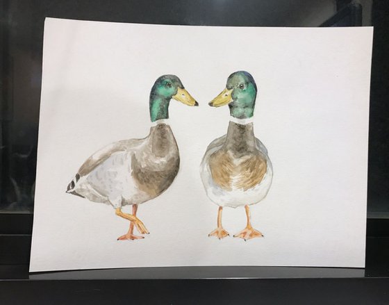 Mallard Ducks Original Watercolor Birds