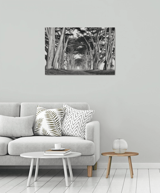 Cypress Tree Tunnel - BW