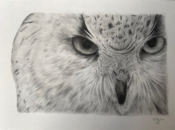 “Don’t mess with me” Owl drawing