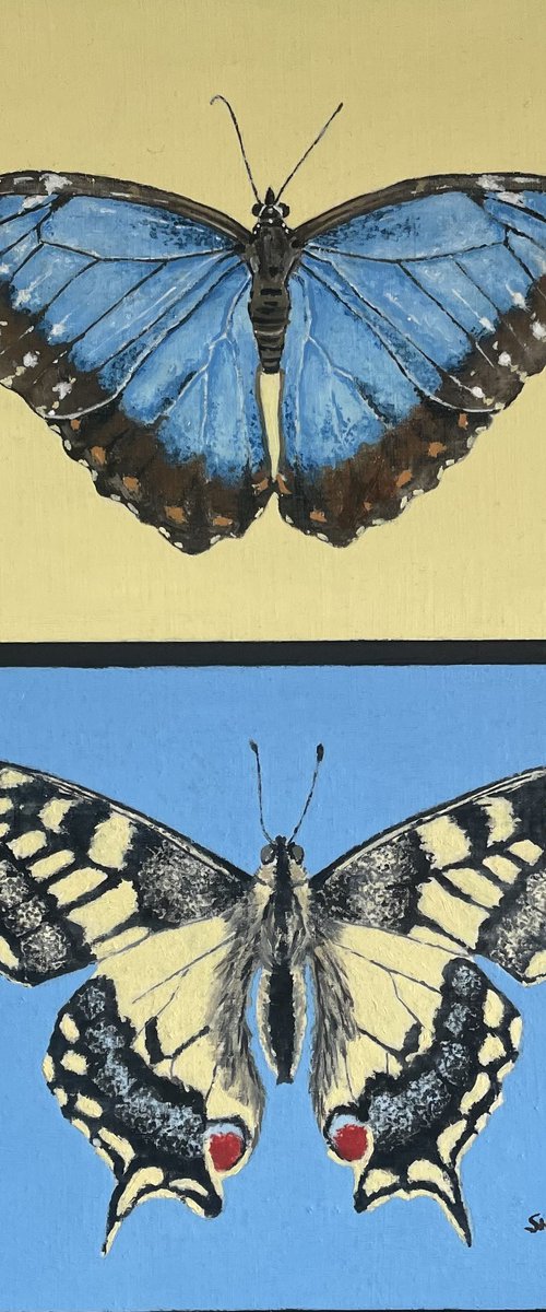 Swallowtail and Morpho by Shayne McGirr