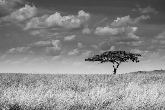 ONE SERENGETI SAVANNAH TREE LIMITED EDITION 2/20