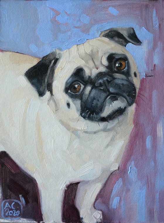 Cute pug