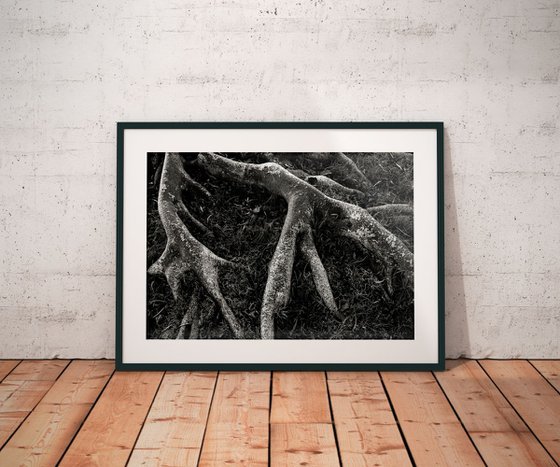 Roots II | Limited Edition Fine Art Print 1 of 10 | 75 x 50 cm