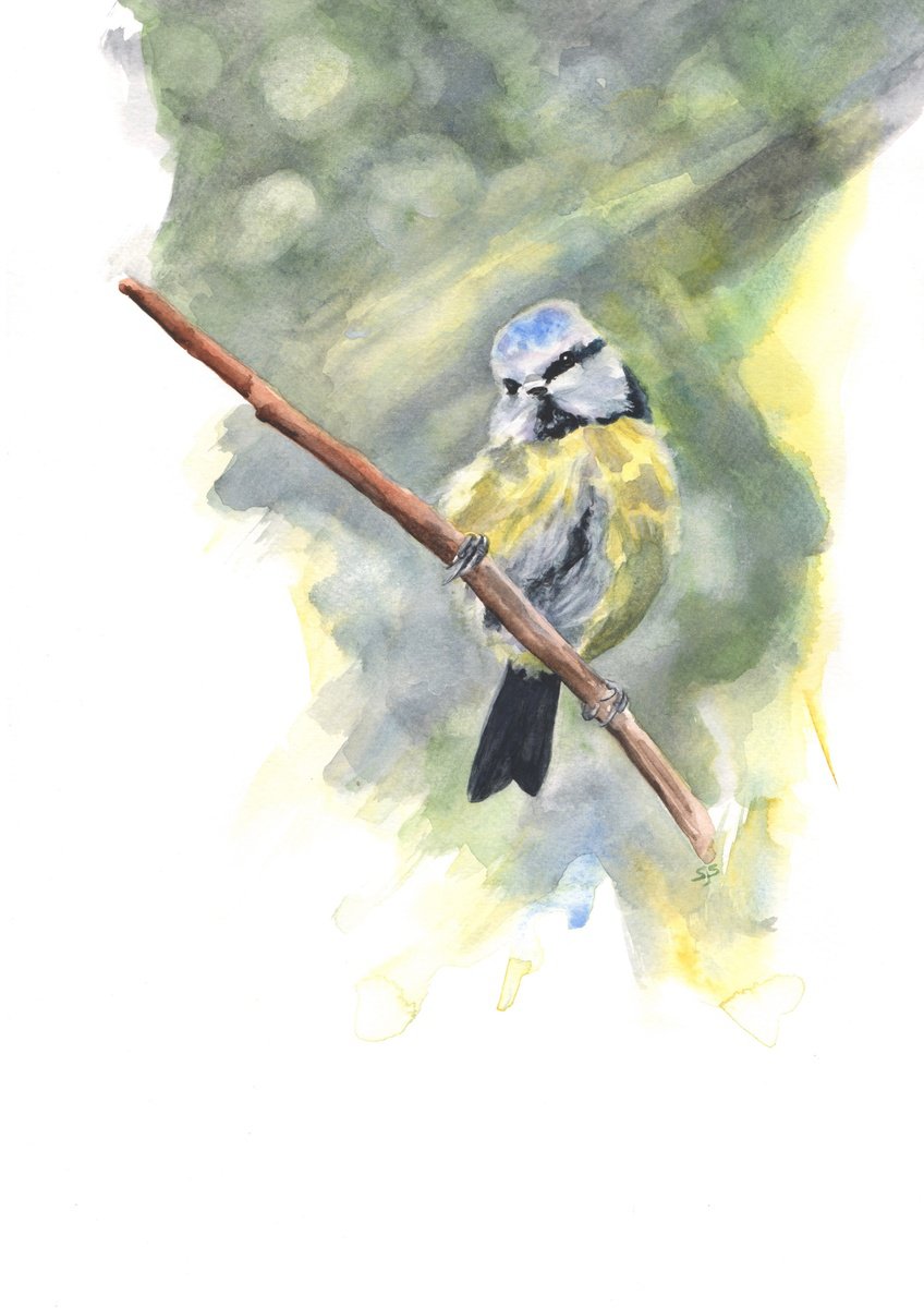 Impressionistic Watercolour , Blue Tit On Branch By Sarah Stowe, 8 X 12, Artwork For Sale On Artfinder