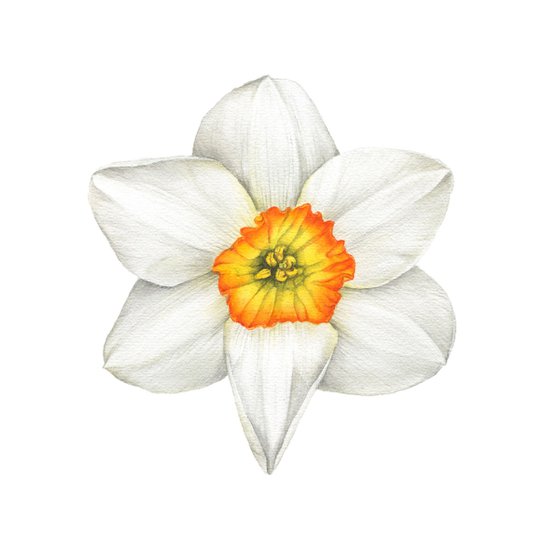 Narcissus Amor Daffodil, original watercolor