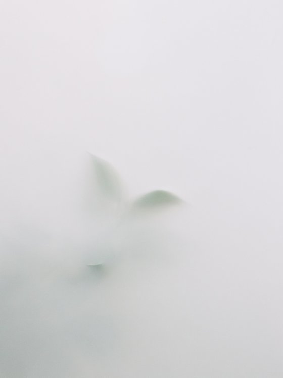 Diffuse