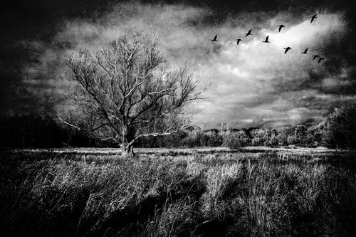 Tree and Birds... by Martin  Fry
