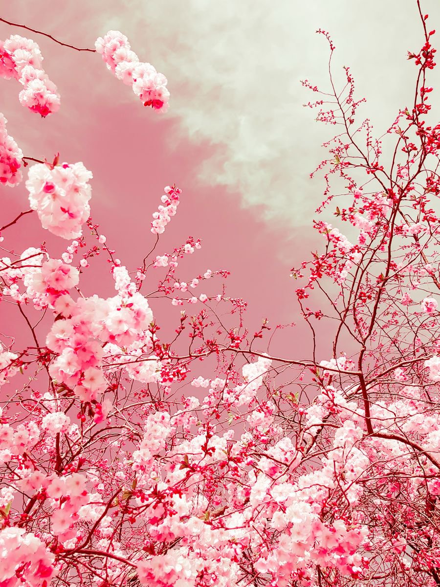 The colors of spring I by Viet Ha Tran