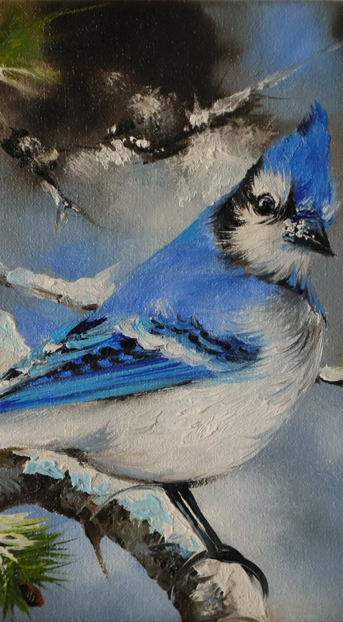 Bright Blue Jay in Pine Tree by Natalia Shaykina