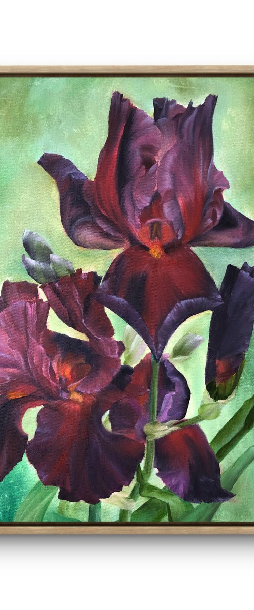 Play with Fire Irises by Alesia Yeremeyeva