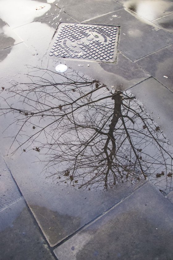PUDDLE TREE LONDON  (LIMITED EDITION 1/200) 12" X 8"