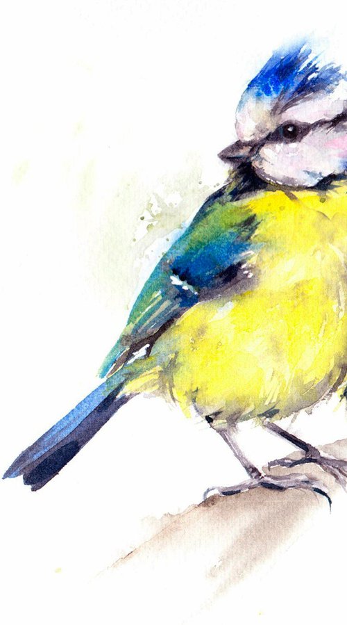 Blue Tit by Anjana Cawdell