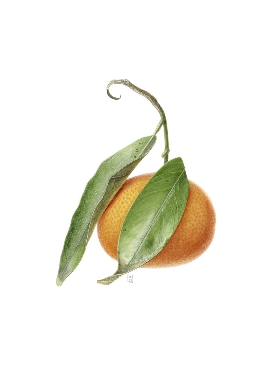 Clementine Fruit by Yuliia Moiseieva