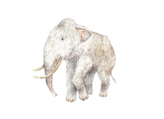 Original Watercolor Woolly Mammoth Painting