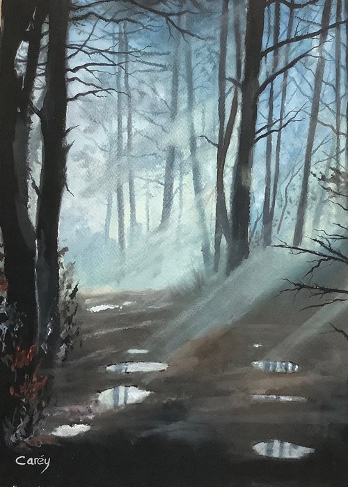 Forest Light by Darren Carey