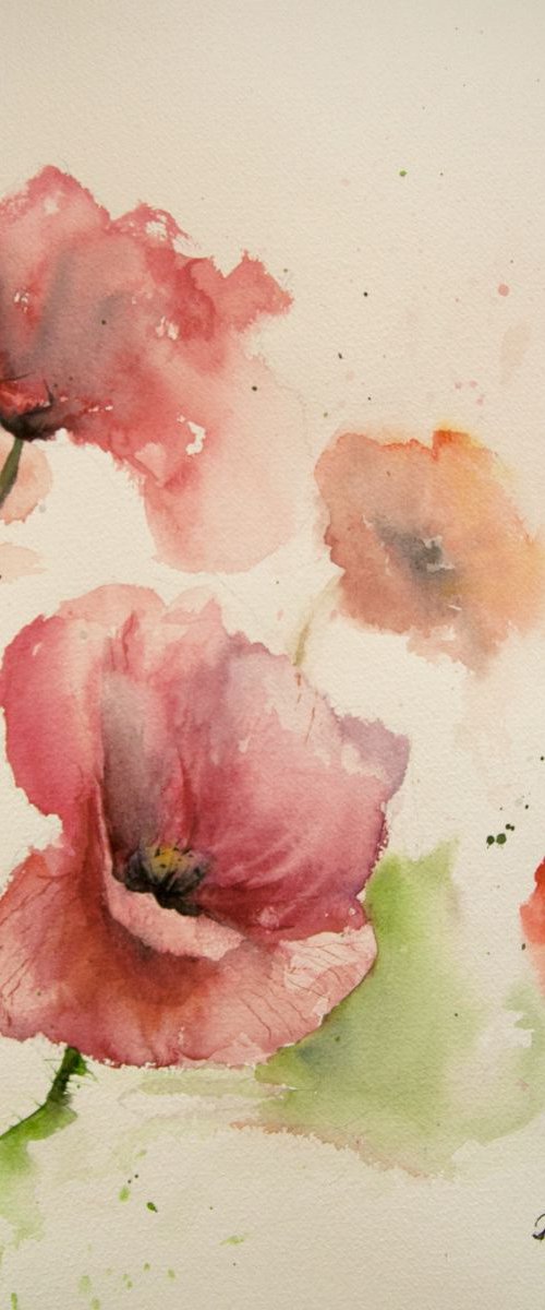 Poppies by Tomasz Mikutel