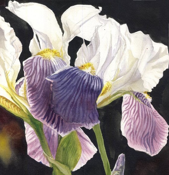 three irises