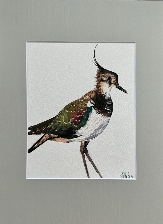 Wildbird Northern Lapwing