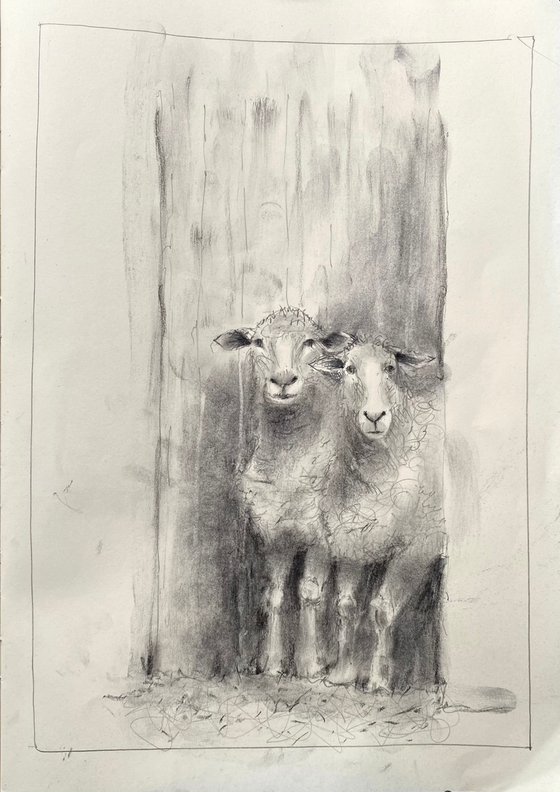 All sheep look the same.