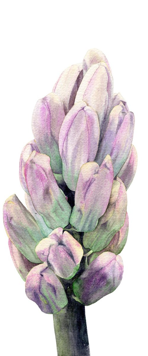 The Hyacinth From Keukenhof by Alona Hryn