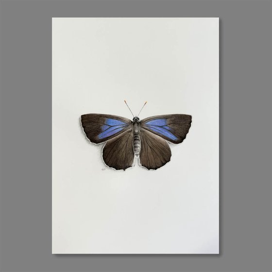 Purple Hairstreak Butterfly