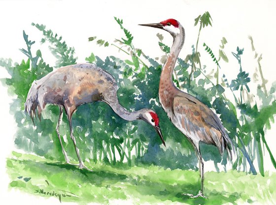 Sandhill Crane