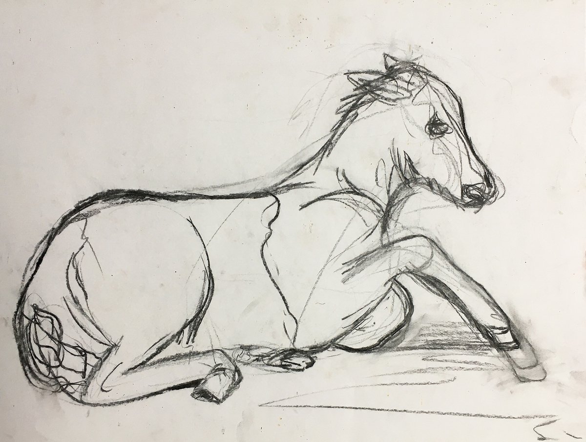 foal, young horse sketch by Ren Goorman