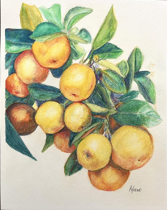 Clementines II