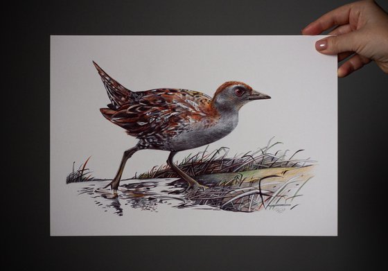 Baillon's Crake