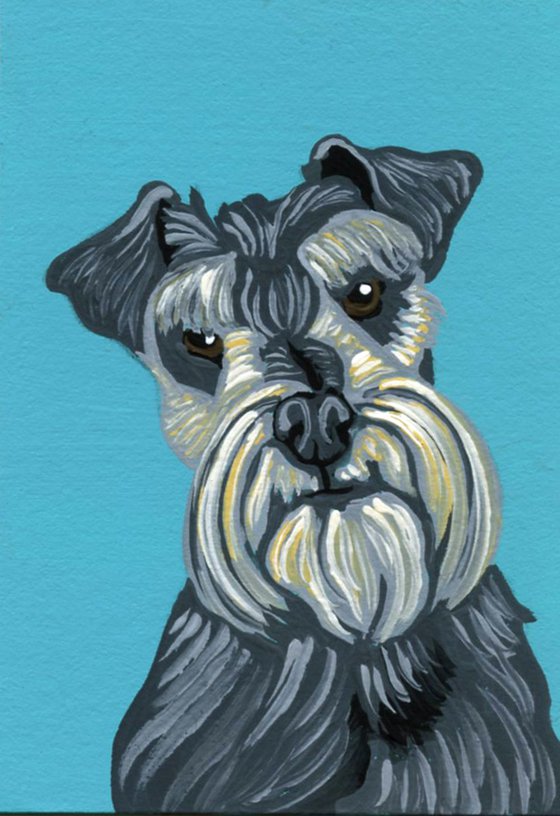 Grey Schnauzer Pet Dog