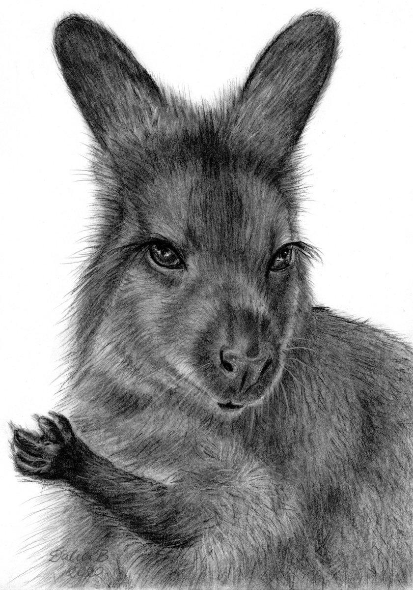 kangaroo by Dalia Binkiene