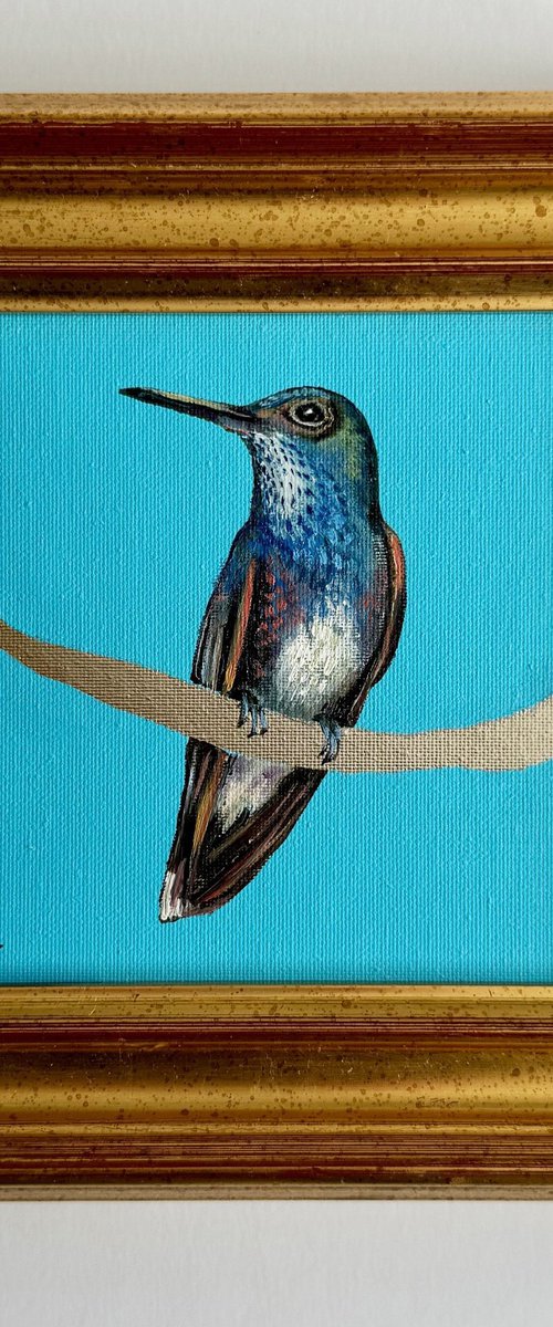 Hummingbird White Belly by Deborah Jones