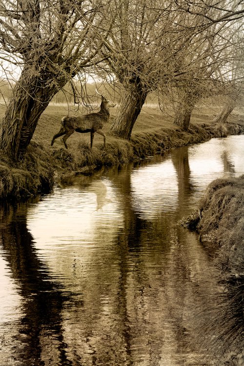 The Stag by the River by Martin  Fry