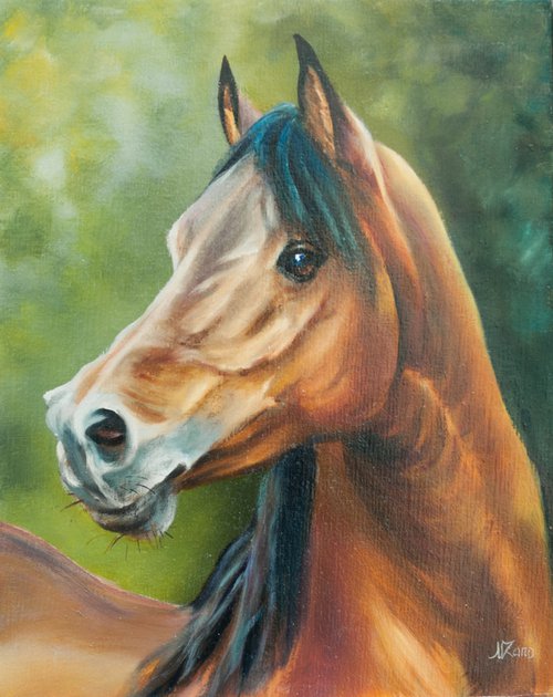 Horse portrait by Norma Beatriz Zaro